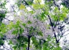 THƠ - HOA XOAN TÍM