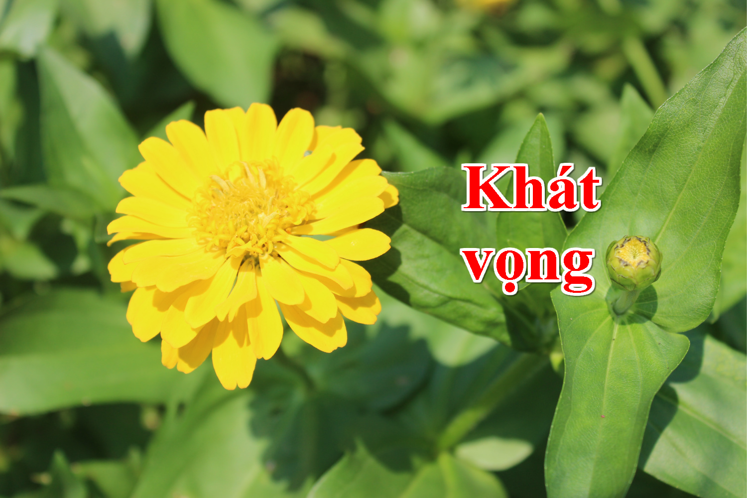 KHÁT VỌNG