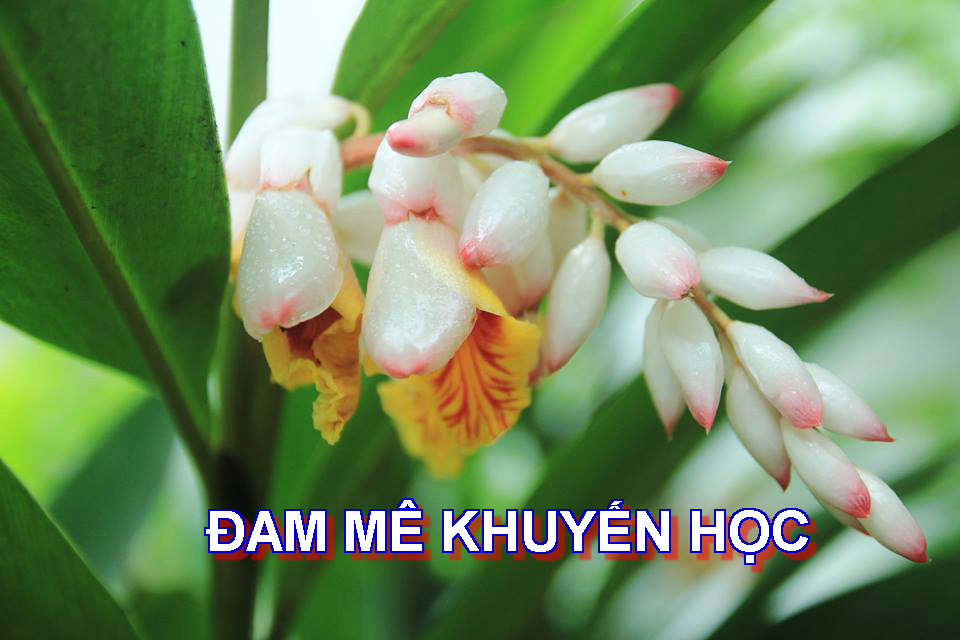 ĐAM MÊ KHUYẾN HỌC