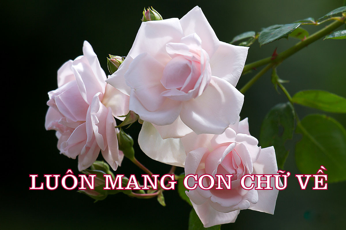 LUÔN MANG CON CHỮ VỀ