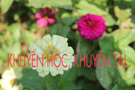 KHUYẾN HỌC KHUYẾN TÀI