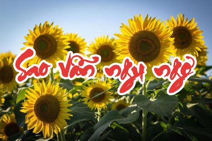 SAO VẪN NGU NGƠ