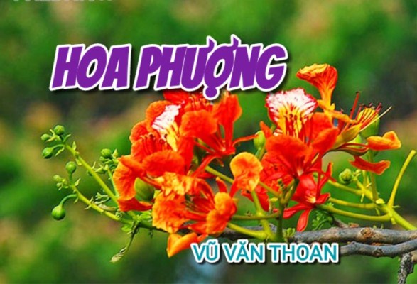 HOA PHƯỢNG