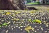 THƠ - HÈ ĐẾN