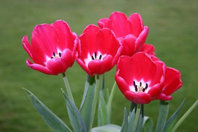 HỘI NGHỊ KHUYẾN HỌC QUẬN THANH XUÂN TUYÊN DƯƠNG KHEN THƯỞNG GIÁO VIÊN VÀ HỌC SINH CÓ THÀNH THÍCH XUẤT SẮC TRONG NĂM HỌC 2012 – 2013